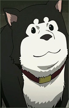 Black Hayate headshot